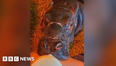 Flamingo Land baby hippo recovering after 'rocky' start