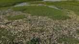 Tons of dead fish cover major Sao Paulo river after alleged dumping of industrial waste