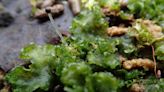 Rare 5mm plant found at quarry nature reserve