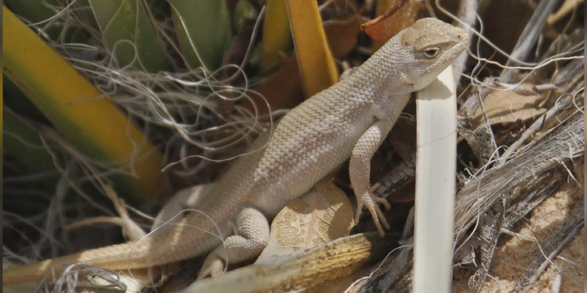 Senator Cruz’s companion legislation against Sagebrush Lizard classification