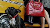 Meet Dogxi: The Taxi for Dogs