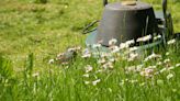 No Mow May: Here's why you shouldn't mow your lawn this May