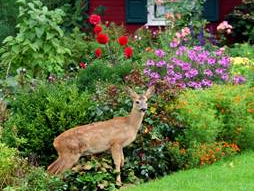 Seeing more deer in Bucks County? Here's why