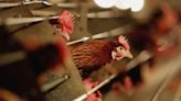 Urgent bird flu warning as fears grow over return of disease to UK