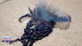 Portuguese Man O’ Wars: Steer clear of animal on Duval, St. Johns County beaches, officials say