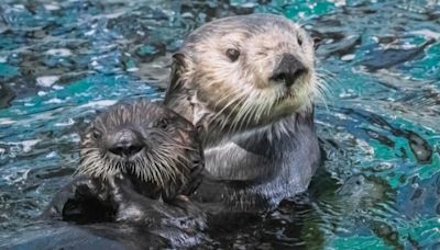 美加州水族館保育小海獺 推動「代理養母」計畫