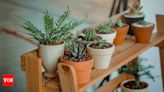 Vastu Plants: Popular Plants to Keep at Home for Harmonious Living | - Times of India