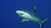 Los “tiburones de la cocaína” podrían estar expuestos a drogas en los Cayos de la Florida