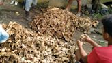 Farmers report drop in ginger farmgate prices as retail prices surge - BusinessWorld Online