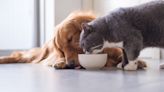 ¿Cuántas veces al día pueden comer nuestros perros y gatos?