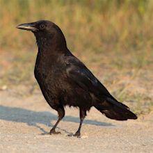 Top 10 Amazing Types OF Black Birds | World's Top Insider