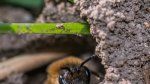 How to Get Rid of Ground Bees in Your Yard in 5 Steps