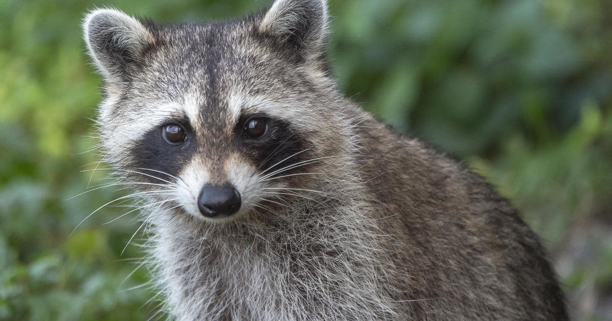 Two human cases of rare raccoon roundworm reported in Los Angeles