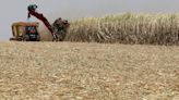 Sugar Prices Under Pressure Amid Hopes of Increased Global Production