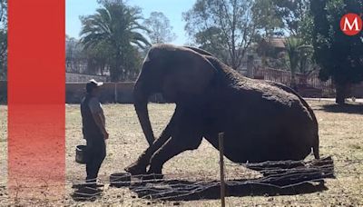 Elefanta Annie ya llegó a Zoológico de San Juan de Aragón: Sedema