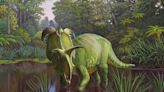 Nuevo hallazgo paleontológico: Lokiceratops, el dinosaurio con cuernos que recuerdan a Loki