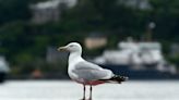 Seagulls could attack people in coming weeks as warning issued