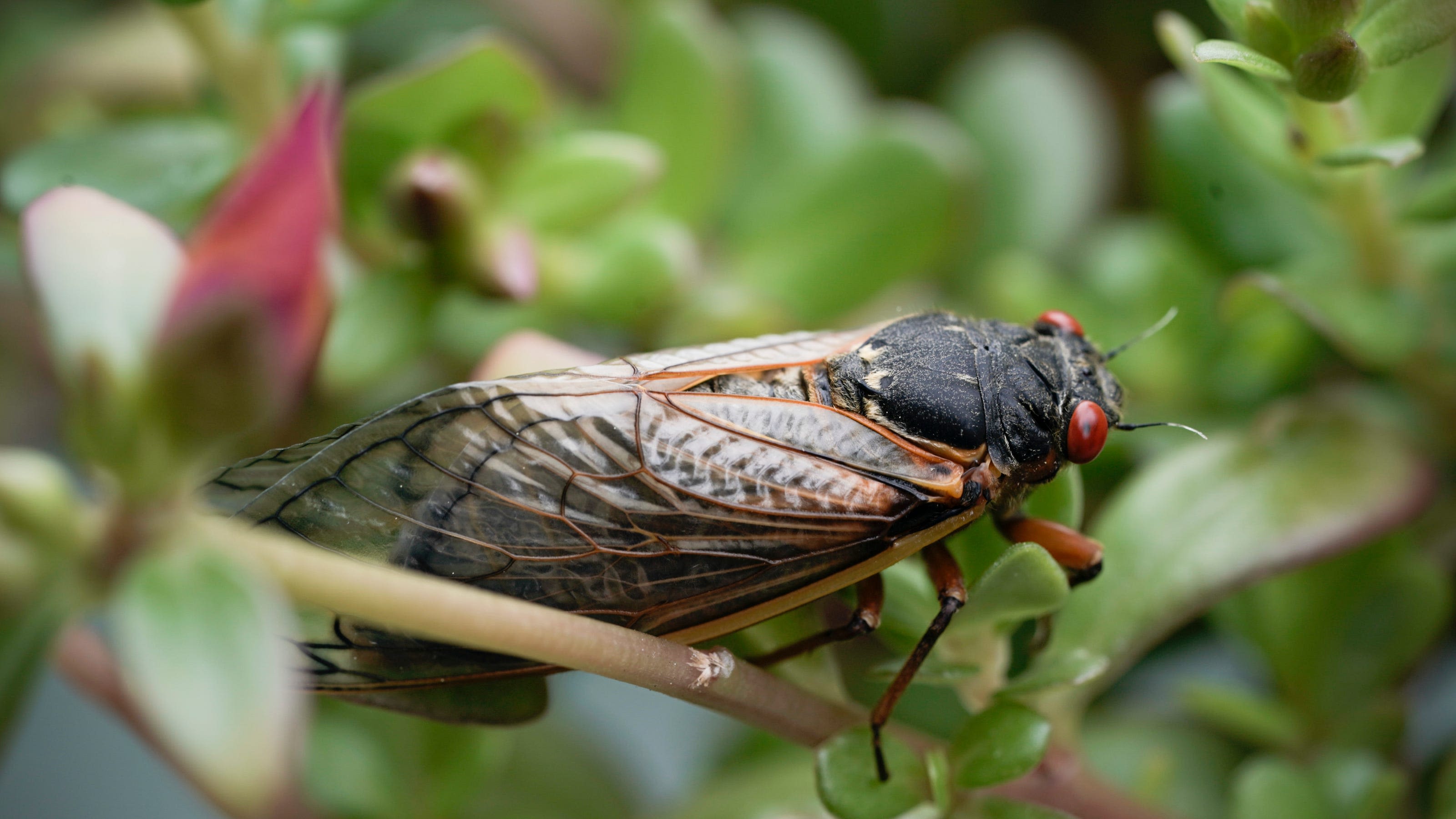 Where are the cicadas? Use this interactive map to find Brood XIX, Brood XIII in 2024