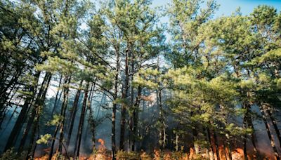 Fireworks cause largest forest fire of the year in N.J. Pinelands