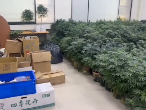 台版絕命毒師！3座「實驗室」大麻工廠市值達4億