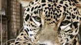 Jaguar in the valley passes away after 20 years