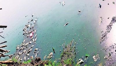 Stench of neglect: Lake turns graveyard for aquatic life