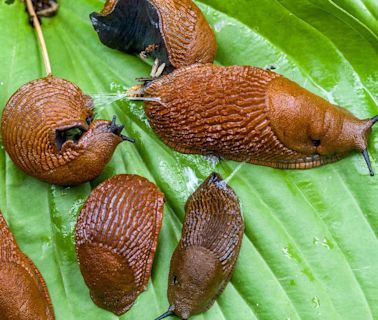 Why it’s been a bumper year for slugs, snails and other garden pests