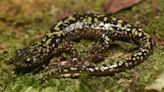 Salamanders have some fascinatingly unusual traits | ECOVIEWS