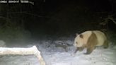 時隔6年 陜西自然保護區再次發現野生棕色大熊貓