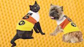 Pet Halloween Costumes That Your Picky Furball Might Actually Wear