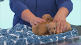Furry Friends Friday: Meet Sundae & Parfait, two puppies up for adoption
