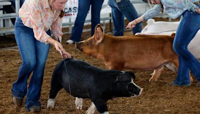 On Missouri's pig circuit, it's about shiny hair, smooth skin and fierce competition