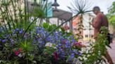 Downtown Charlottesville flower fest a blooming success in second year