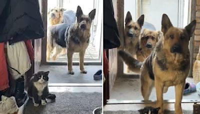 Three Dogs Bring Home A Stray Cat