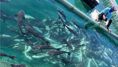 澎湖西嶼逾4千尾養殖海鱺暴斃 疑吞食大量水母致死 - 生活