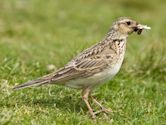 Eurasian skylark