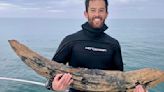 Fossil-hunting diver found a large section of mastodon tusk off Florida's coast