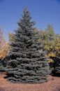 Blue spruce