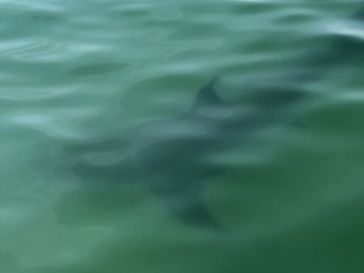 Crane Beach in Ipswich remains closed to swimming after great white shark sighting