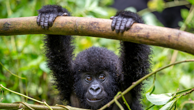 Baby Gorilla at Prague Zoo Delights Guests as She Makes ‘Funny Faces'