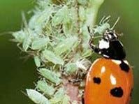 Don't order ladybugs through the mail. Here's how Wisconsin gardeners can attract helpful predators