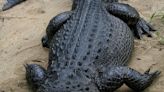 Flagler officials warn public after photo shows kids feeding alligator in Wadsworth Park