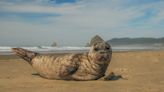 Aquarium: Don’t touch those seal pups, no matter how adorable they are