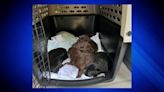 Breeder charged after 27 dogs rescued from deplorable conditions in NH home