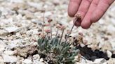 La rara flor en riesgo de extinción por fiebre del litio en EEUU