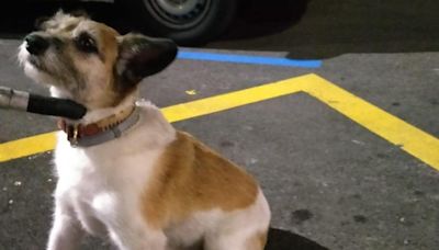 Los serenos de Gijón encuentran un perro perdido