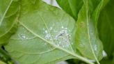 How To Get Rid Of Mealybugs, According To An Expert