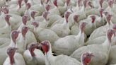 USDA moves to limit salmonella in raw poultry products