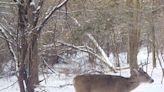 A snow-swept muzzleloader season can be productive for deer hunters. Follow these tips.