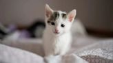 Kitten Wearing Strawberry-Patterned Dress Found in Massachusetts